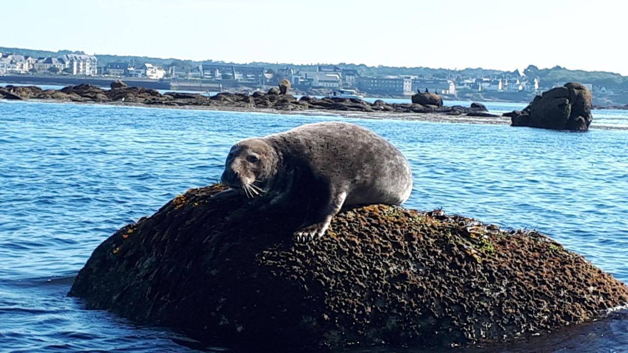 Studio Face A La Mer Concarneau Kültér fotó